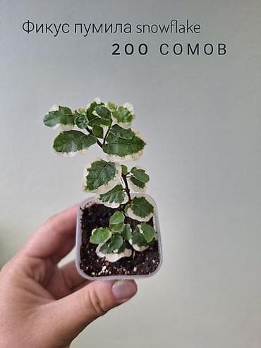 оптом светы: 🪴В продаже фикусы разных сортов. 🌿Названия и цены указаны на фото — 6