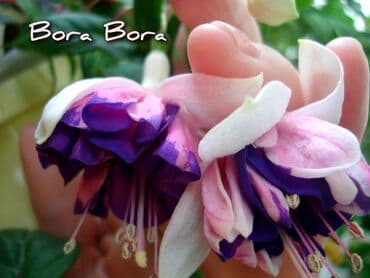 зарядка смарт часы: Продаю Детки!!! (укорененные черенки)сортовых,комнатных фуксий!Цена — 30