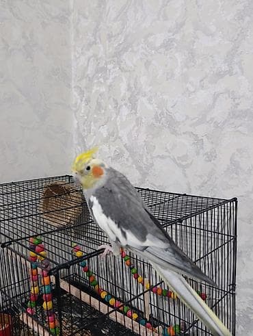 кошка породы мейн кун: Нимфа (корелла) серо-белого окраса с жёлтым хохолком и оранжевыми — 2