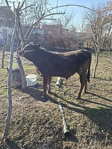 Кемирүүчүлөр: Сатам | Бука (эркек) | Швиц | Бордоп семиртүү үчүн | Байланган — 1