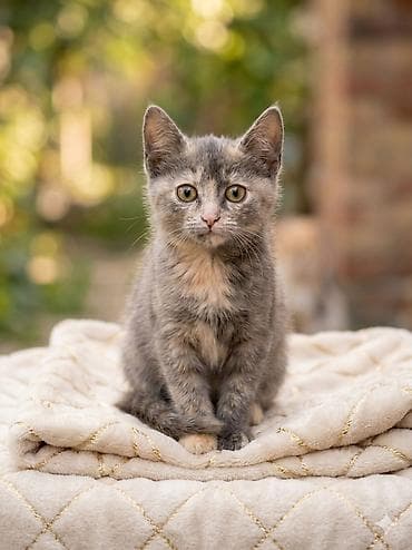 кошки в токмоке: Кошечка девочка 1.5месяца. Ищет семью. Отдам только в ответственные — 1