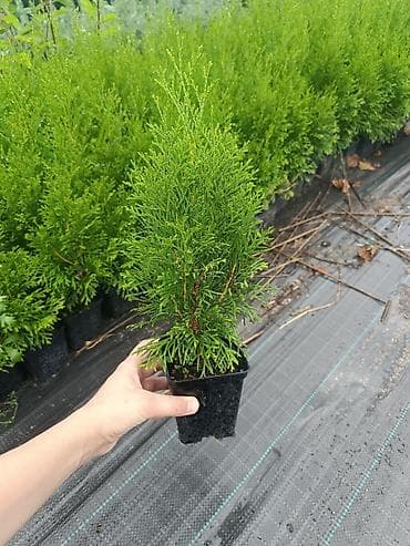 В продаже туя Смарагд 20-30 см 🌿 Здоровые, крепкие растения с