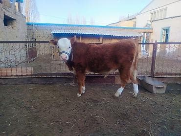 собака девочка: Продаю | Бык (самец) | Полукровка, Герефорд | На откорм | Искусственник — 2