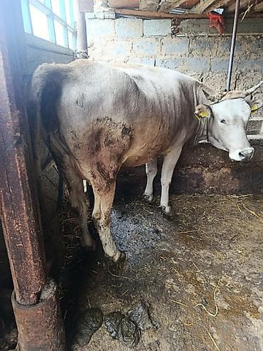 ишу карова: Продаю | Корова (самка) | Для разведения | Привязанные — 1