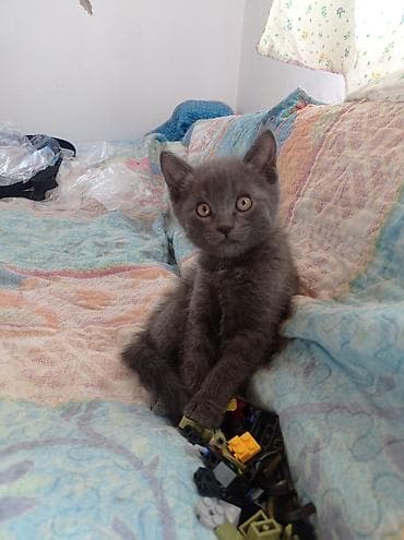 Кошки: Котята — пушистые малыши - Окрас: один котёнок угольно‑чёрный, второй — 4