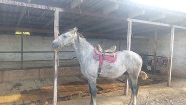 продаю охотничий собаку дратхар: Продаю | Жеребец | Рабочий — 2