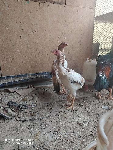 балык кумара: Дакан, кореец мекиш жожолор сатылат Бишкек ак ордо 2 шт 4000 с тукумга — 4