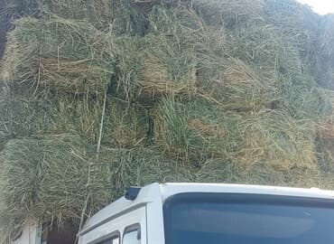 купить собаку доберман в бишкеке: Сено в тук беде Арпа саман будай саман чоп аралаш беде сатылат келишим — 1