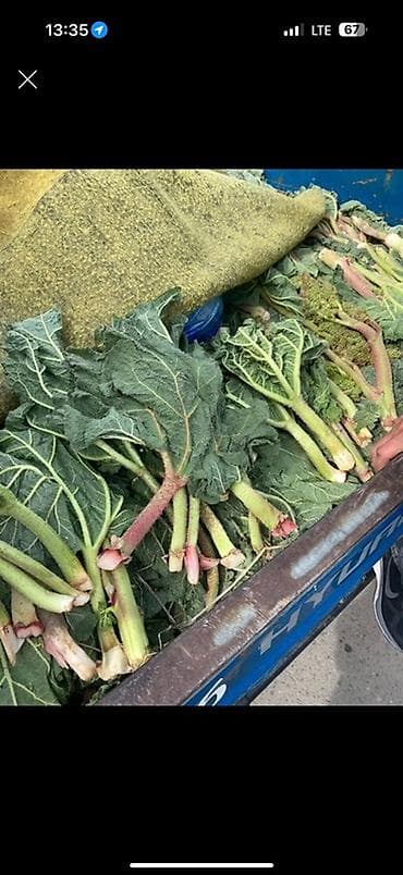 черешковый сельдерей: Чукуру Бишкек Самовывоз кожзавод Яндекс доставка Дикорастущий — 2