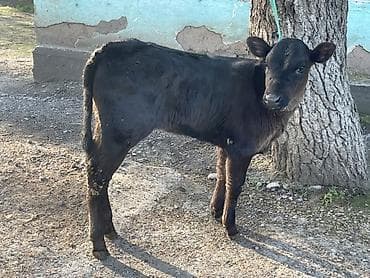 саан уй бишкек: Сатам | Уй (ургаачы), Бука (эркек), Кунаажын | Ангус | Көбөйтүү үчүн — 3