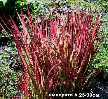 Садовые растения - кустарники ( вейгела пестролистная, рябинник