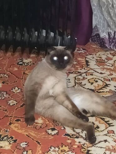 Кот с сиамским окрасом (колор‑пойнт), короткошёрстный. - Окрас