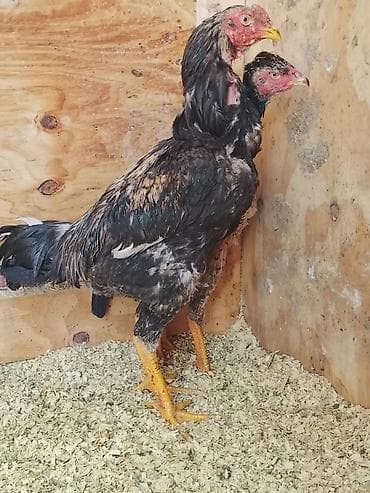 Продаю | Куры | Бойцовая | Для разведения