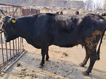 собаки шпицы цена: Продаю | Корова (самка) | Для разведения | Нетель — 3