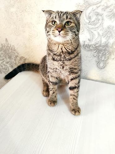 Котята с вислыми ушками (скоттиш-фолд/метисы) — домашние компаньоны с