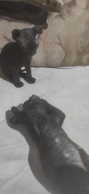 лысая кошка: Породистые котята сфинксы от лысых родителей ищут заботливых и — 8