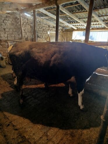 продажа домашних животных: Продаю | Бык (самец) | На откорм — 3