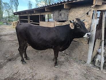 ко шамо короз: Продаю | Корова (самка) | Алатауская | Для молока | Стельные — 5