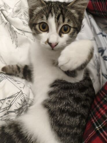 домик для кота: 4 месяца, Мальчик, Приучена к лотку — 4