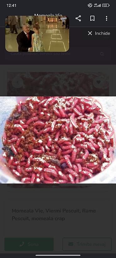 Опарыш для рыбалки (красный и белый) - Насадка для ловли мирной и