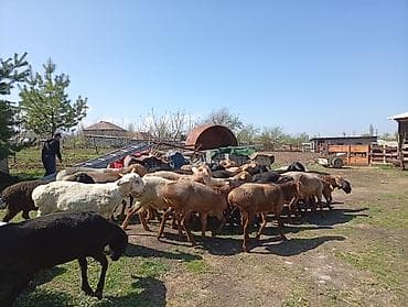 ургачы ит: Сатам | Ургаачы кой (ургаачы) | Көбөйтүү үчүн | Ургаачы — 3