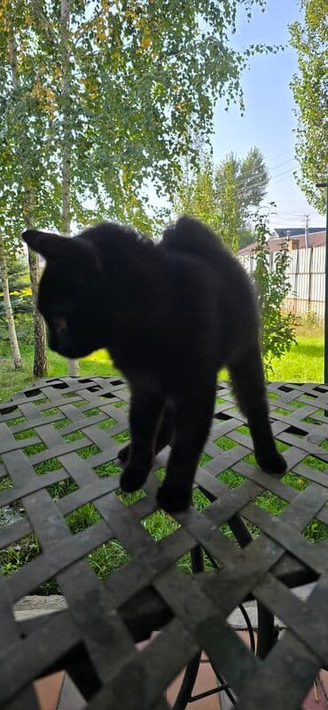 отдам даром вислоухого котенка: Чёрный котёнок - Окрас: однотонный чёрный, блестящая шерсть средней — 7