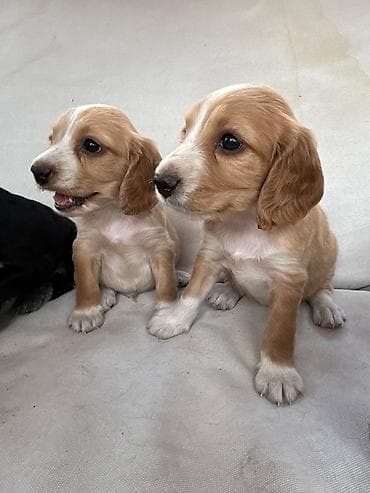 d cat: Щенки русского охотничьего спаниеля Щенки родились 1 января одна — 3