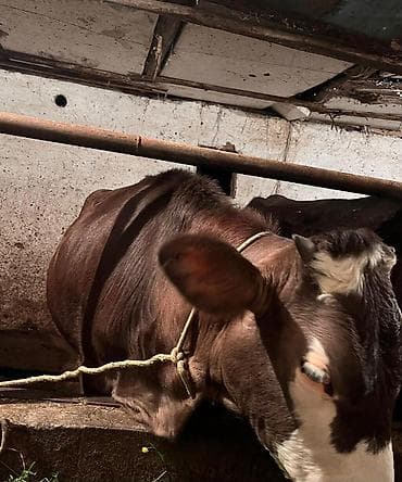 цена кукуруза: Продаю | Корова (самка) | Для разведения | Привязанные — 1