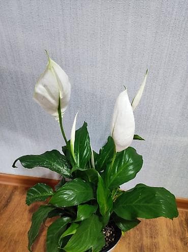 где можно купить вазу для цветов: Продается Комнатные растения в горшках — 2