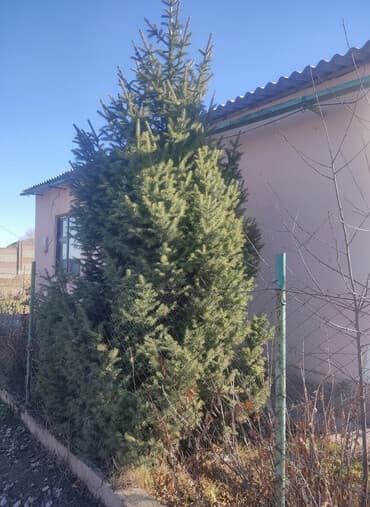 шкаф полками для вещей: Живая ель (сосна/ель обыкновенная) около частного дома — 2