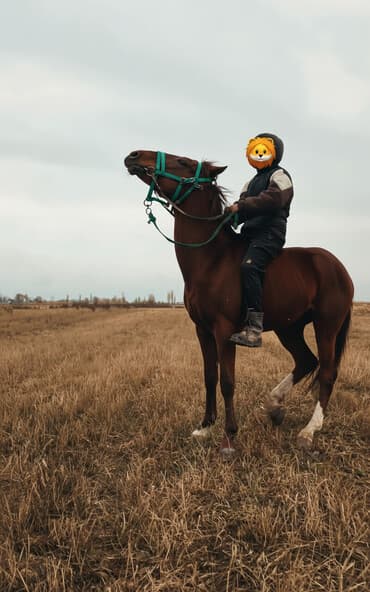 миска для животных: Продаю | Кобыла (самка) | Полукровка | Рабочий — 1