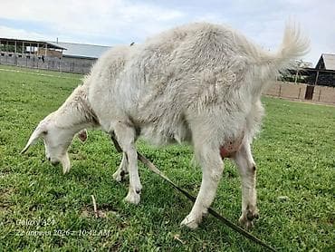 живые дрожи: Продаю | Коза (самка) | Для разведения | Котные — 7