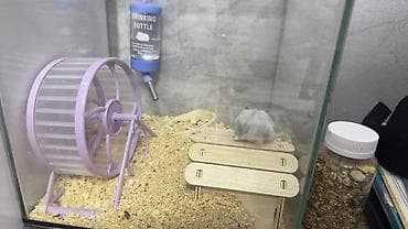 хаски маленькие цена: Хомяк с полным комплектом для содержания. Продаю потому что аллергия — 2