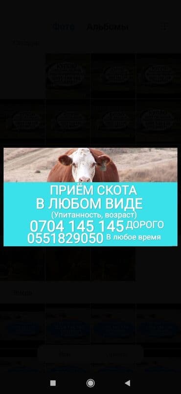 бээ алам: Куплю | Коровы, быки, Лошади, кони, Другие с/х животные | Круглосуточно, Любое состояние, Забитый — 1