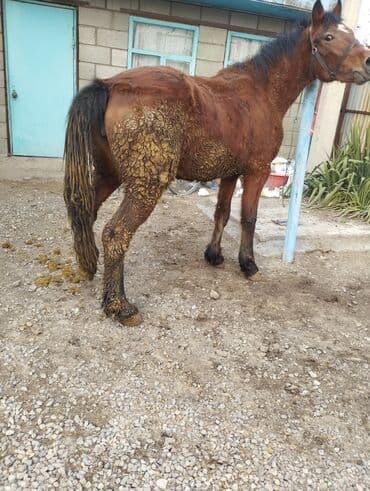 жылкы сатылат: Сатам | Жылкы (эркек) | Союуга | Асыл тукумдуу — 1