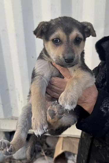 арзан ит: Щенки метисов среднего размера. Описание: - Возраст: примерно 1,5–2 — 1