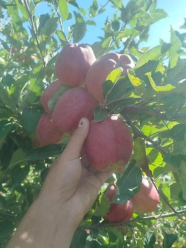 russian language: Жемиш багын Оз убагында, туура бутоо Мол тушум Алма бак бутайбыз Ар — 10