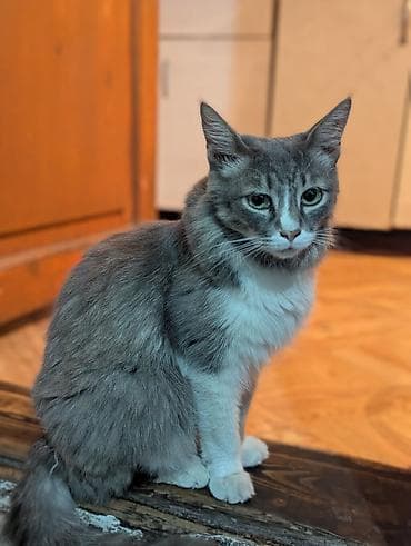 3 года, Девочка, Приучена к лотку, Проглистована, С прививками at lalafo.kg 3 года, Девочка, Приучена к лотку, Проглистована, С прививками
