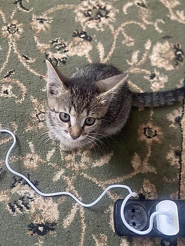 Животные: Котята — домашние питомцы Описание: - Два очаровательных котёнка — 1