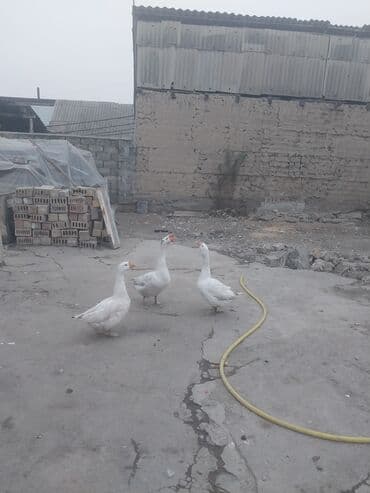объявления о продаже собак: Домашние гуси, белые - Порода: сельскохозяйственные белые гуси — 3