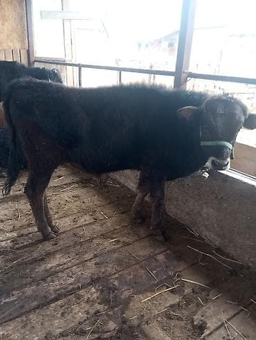швиц бычки: Продаю | Бык (самец) | На откорм | Привязанные — 3