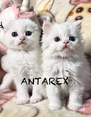 кот шотландский вислоухий цена: Белые шотландские котята. Чистопородные, от красивой привозной пары — 1