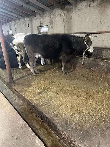 Аквариумдар: Сатам | Уй (ургаачы), Кунаажын | Аргын | Көбөйтүү үчүн, Сүт алуу үчүн — 8