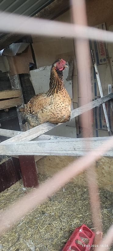 Тооктор, короздор: Сатам | Тооктор | Тебиштирүүчү | Көбөйтүү үчүн — 1