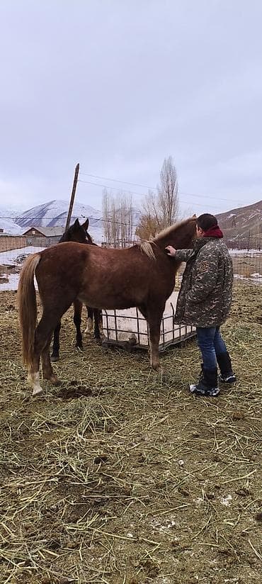 черная британская кошка: Продаю | Кобыла (самка) | Для разведения | Племенные — 6