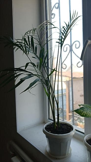 Женское счастье (Спатифиллюм): Комнатные растения в горшках (несколько вариантов): 1) Шеффлера — 8