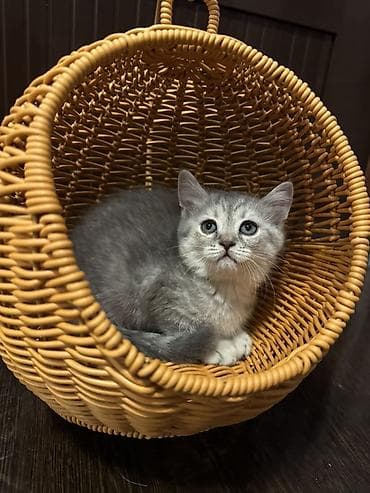 кошка шотланка: Скотиш Страйт (Шотландская прямоухая), 2 месяца, Девочка — 7