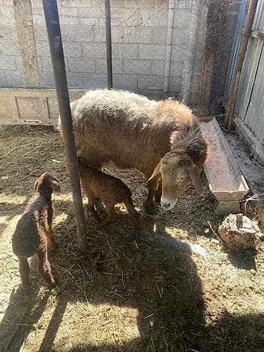 куры живые: Продаю | Овца (самка) | Для разведения | Матка — 1