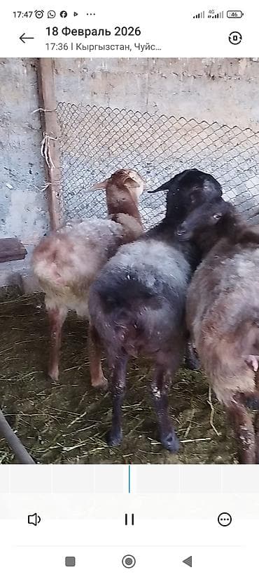 сколько стоит дворняга: Продаю | Овца (самка) | Полукровка | Для разведения | Котные — 5