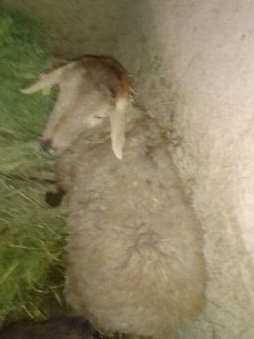 Продаю | Овца (самка) | Для разведения